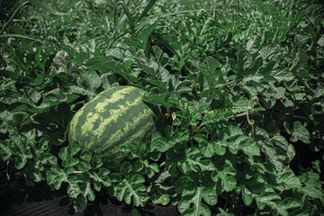 water melon on a green grass