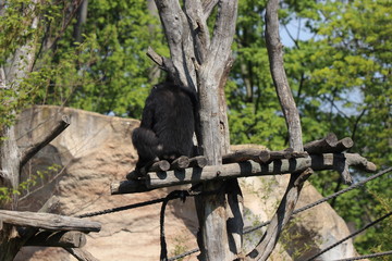 Baby Monkey having fun in zoo in leipzig in germany. On sunny day in summer.
