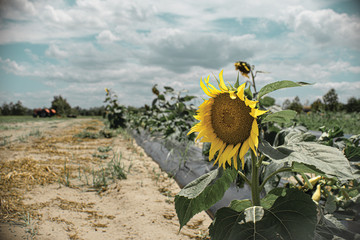 sunflower field with blue sky