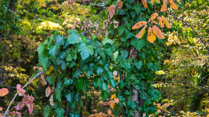 Leaves play with color in the forest on an autumn sunny day