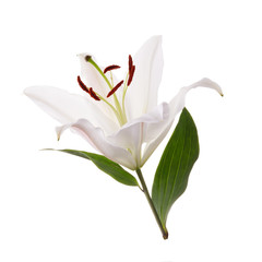 Flower white lily isolated on white background