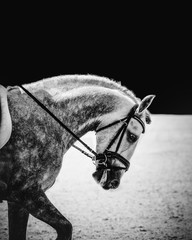 Grey dressage horse during a show with abstract white and black background