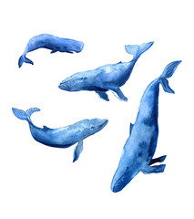Watercolor Illustration Whales Family. Four blue whales, isolated vector