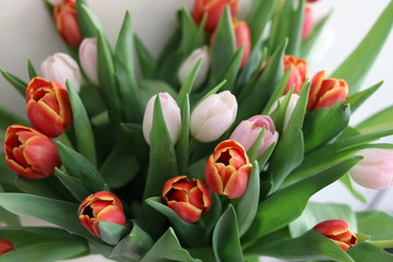 Lush bouquet of red and pink tulips on beige wall background, isolation.