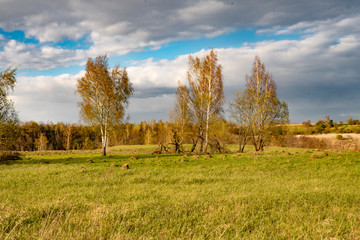 Obraz premium beautiful green field against the blue sky