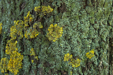 brown tree bark with yellow and green lichen texture background, brown ang gray, place for text