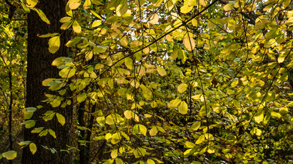 Leaves play with color in the forest on an autumn sunny day