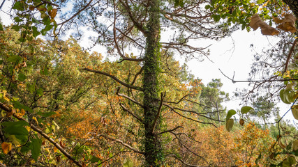 Leaves play with color in the forest on an autumn sunny day