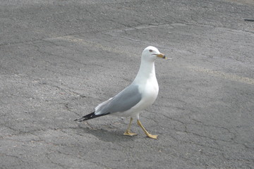 seagull looking for food