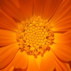 Orange flower closeup
