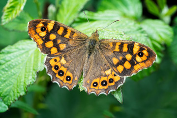 Obraz premium Brown butterfly on a leaf