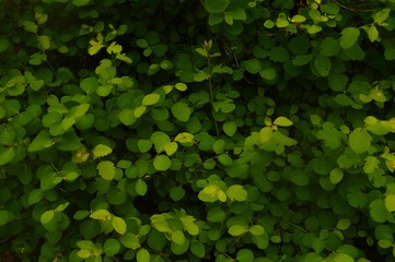 green leaves background 3
