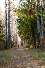 Sports walk in the forest on the trail. Running and walking with trekking poles in the forest