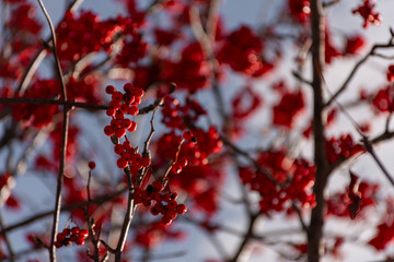 bacche rosse 