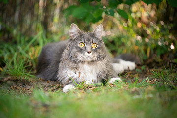 Naklejka na ściany i meble cute blue tabby maine coon cat with dirty fur after rolling in the dirt outdoors in garden