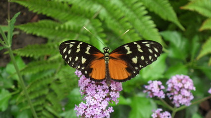 Schmetterling orange mit schwarzen Flügeln und weißen Flecken