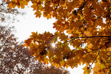 Sun shining through maple tree branch with leaves all colored in yellow