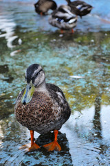 Beautiful plumage duck resting on a water hole.