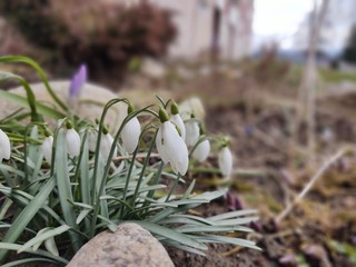 Spring flowering. Snowdrops in the park or garden. Slovakia