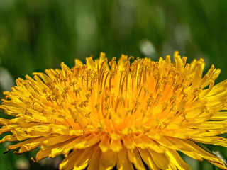 macro of yellow dandelion flower