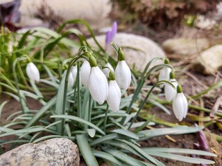 Spring flowering. Snowdrops in the park or garden. Slovakia