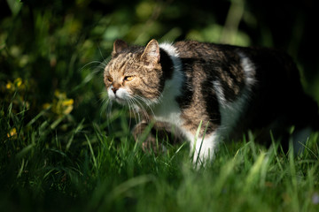 tabby white cat walking on meadow in nature on a sunny day