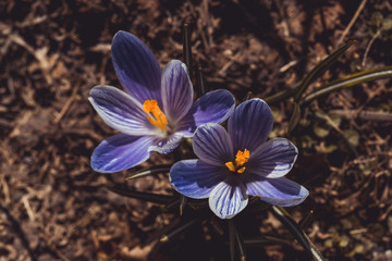 Beautiful blooming crocuses in garden. Shallow depth of field.