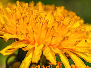 macro of yellow dandelion flower