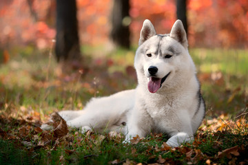 A young grey and white Siberian husky male dog with brown eyes is lying down on a green grass. There are a lot of colorful yellow and red leaves. It's a sunny October autumn day.
