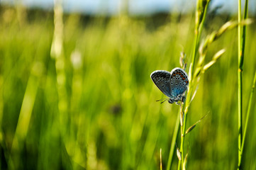 Blue butterfly on grass
