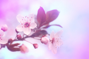 Closeup view of blossoming spring tree outdoors, toned in pink and blue