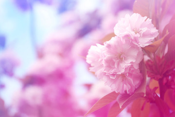 Closeup view of blossoming spring tree outdoors, toned in blue and pink