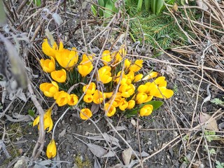 Spring flowering - Crocus flower in the grass in nature. Slovakia