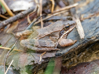wood frog sitting on leaf on the ground