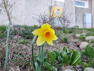 Fensteraufkleber Daffodil flower in grass in nature or garden during spring. Slovakia © Valeria