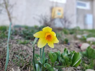 Poster Im Rahmen Daffodil flower in grass in nature or garden during spring. Slovakia © Valeria