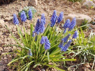 Blue Muscari flower in the garden during spring. Slovakia	
