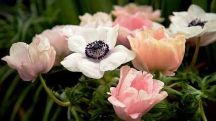 bouquet of pink anemone flowers