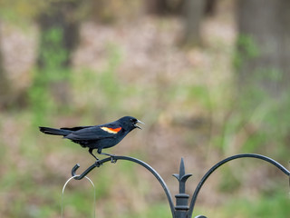 red-wing blackbird sitting on hook