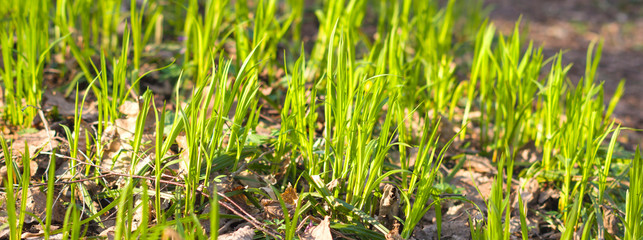 Green fresh spring grass, close up
