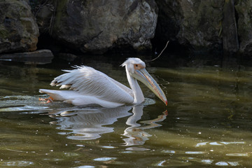 Pelican  swimming in dark water with rocks in the background. (Pelecanus onocrotalus) 