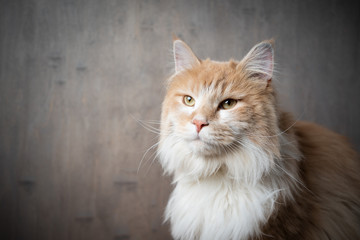 maine coon cat portrait on gray background with copy space