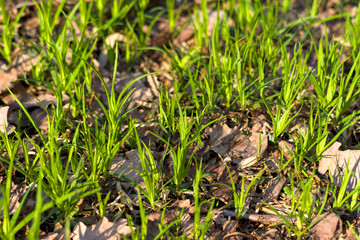 Green fresh spring grass, close up