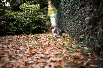 tabby white cat outdoors on the move walking on autumn leaves