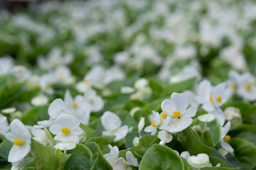 Nursery of white little flowers