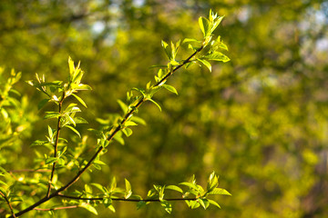 The green young spring leaves at the branch at defocused background with copyspace for text