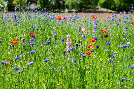 Pink Bluebonnet Flower Among Wildflowers