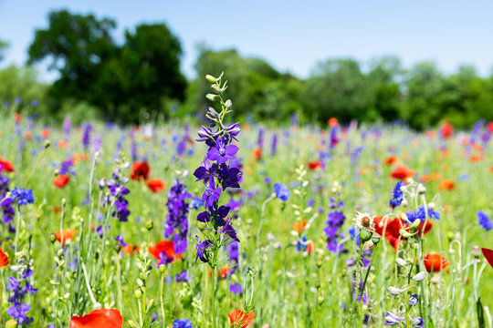 Purple Bluebonnet Flower In Field