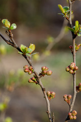 Quince buds in Japanese spring. Chaenomeles in the spring. Branches of a tree with green buds and buds on the trees swell with the arrival of spring, the sun.