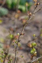 Quince buds in Japanese spring. Chaenomeles in the spring. Branches of a tree with green buds and buds on the trees swell with the arrival of spring, the sun.